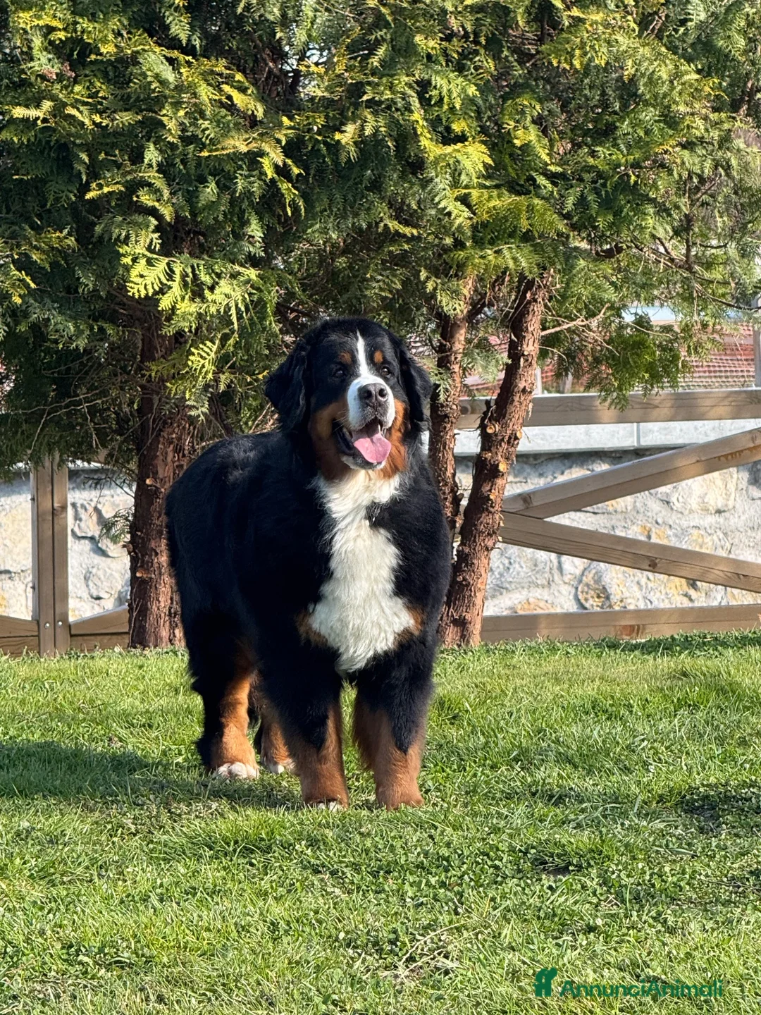 Bovaro del Bernese cani in vendita: Disponibili cuccioli femmine con pedigree - Annuncio 9