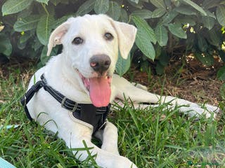 Meticcio cani Adozione urgente Rocky tg medio grande 4 mesi - Annuncio 5