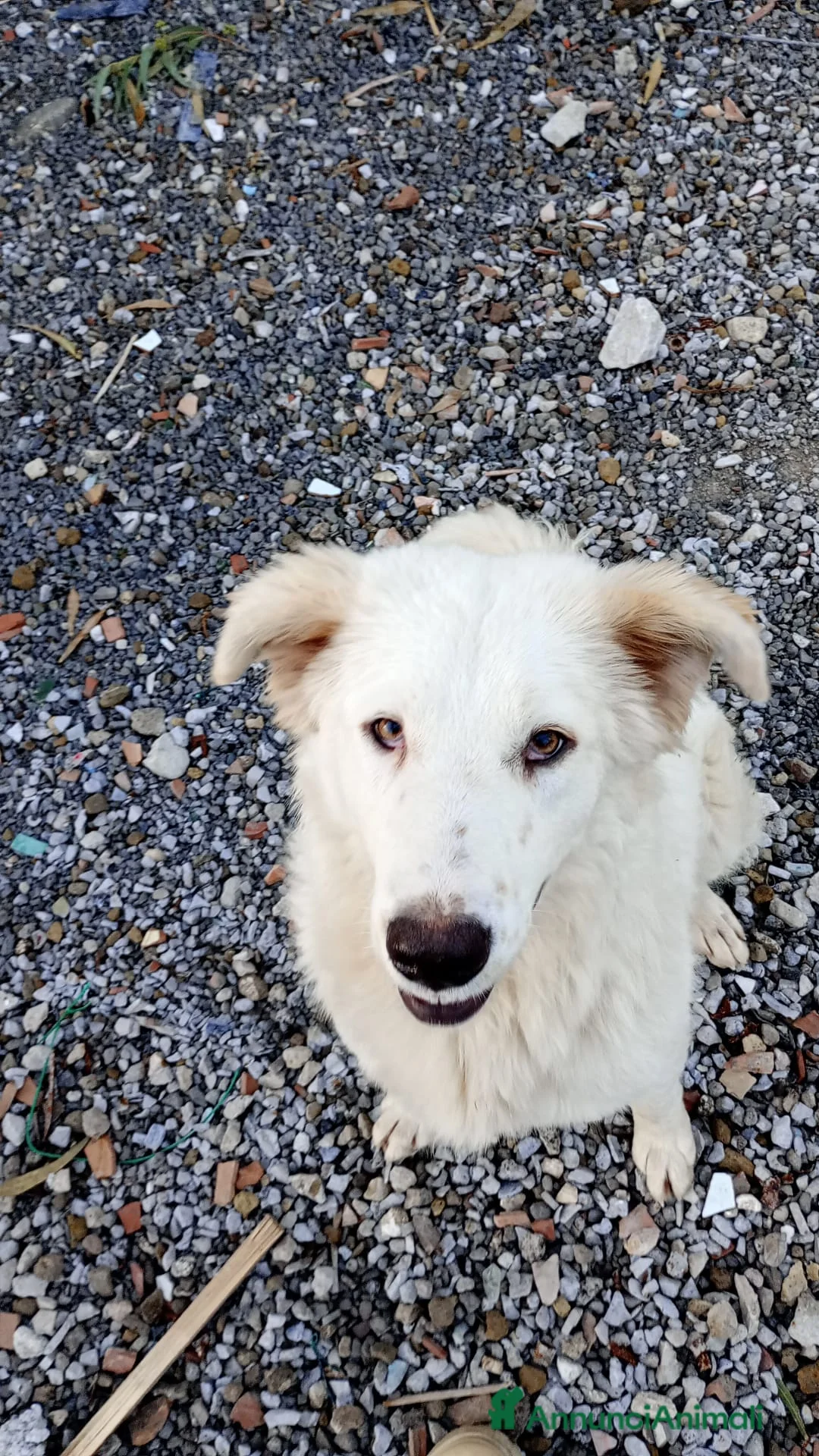 Meticcio cani in regalo: Cucciolo stupendo occhi azzurri MANTOVA URGENTE - Annuncio 3