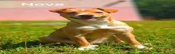 Meticcio cani in regalo: NOVA, cucciola allegrissima! TG PICCOLA - Annuncio 2