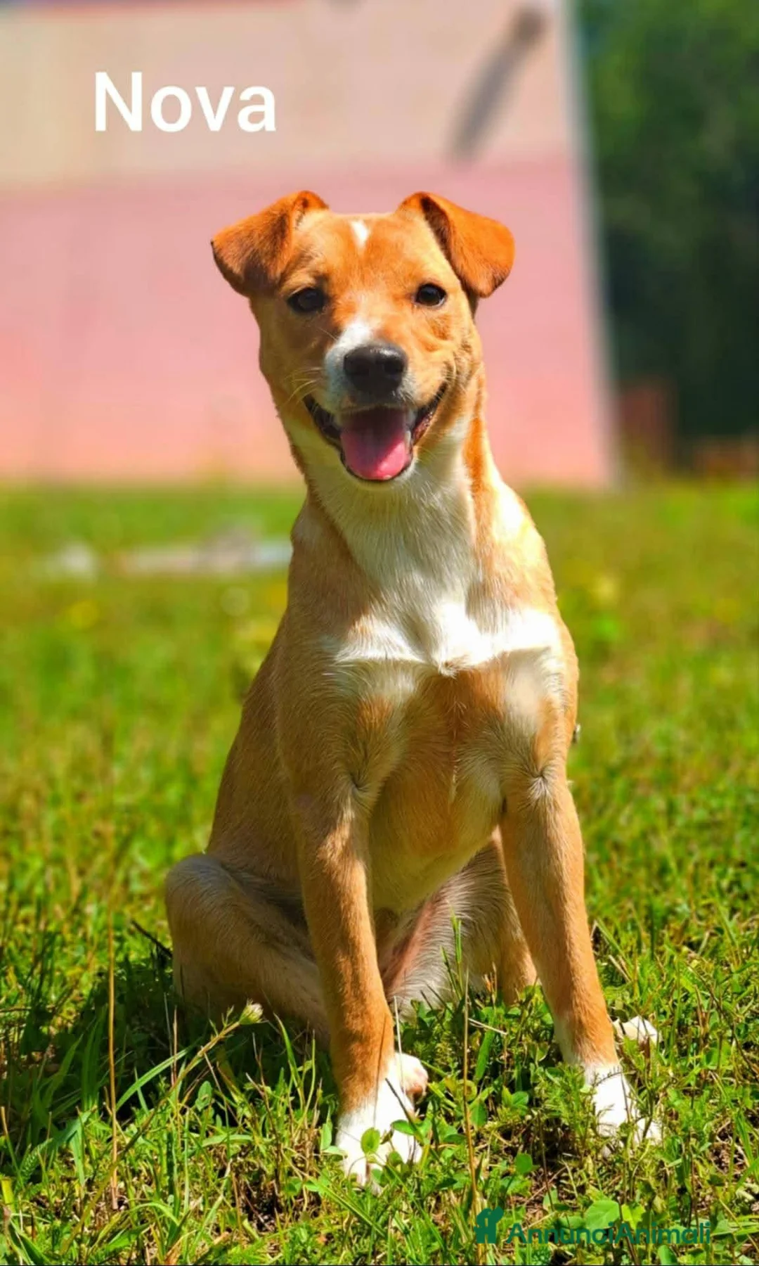 Meticcio cani in regalo: NOVA, cucciola allegrissima! TG PICCOLA - Annuncio 2