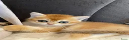 British gatti in vendita: Cuccioli British  - Annuncio 13