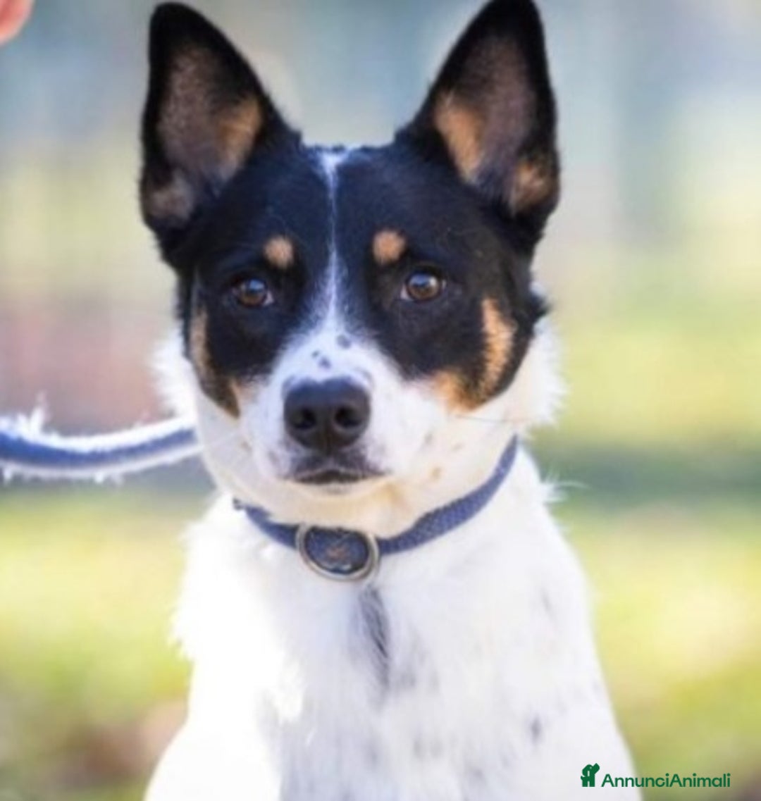 Meticcio cani in regalo: 3anni medio piccola finita in canile 1anno fa.VARE a Città metropolitana di Milano - Annuncio 5