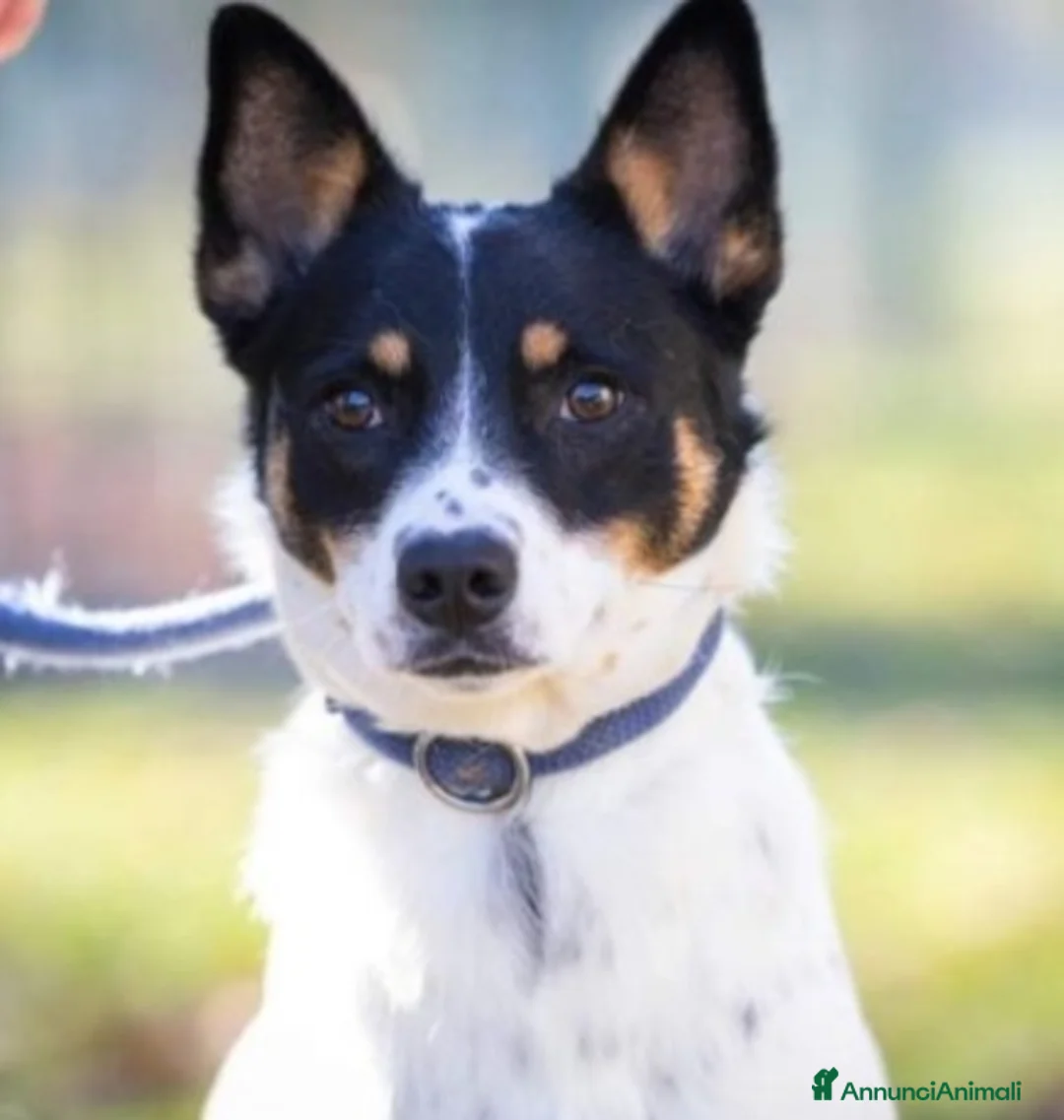 Meticcio cani in regalo: 3anni medio piccola finita in canile 1anno fa.VARE a Città metropolitana di Milano - Annuncio 5