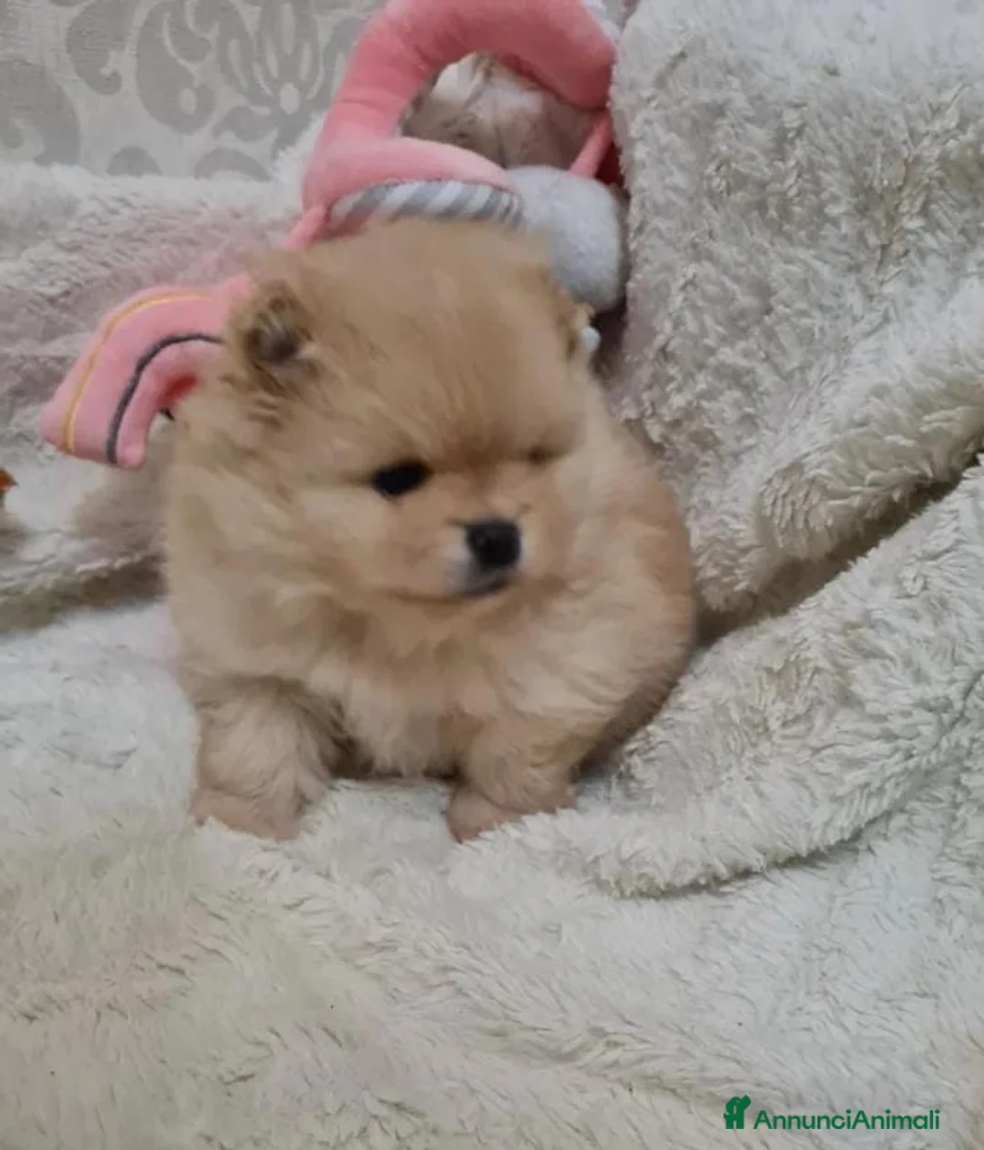 Volpino Pomerania cani in vendita: Adorabili cuccioli di Pomerania mini Teddy  - Annuncio 19