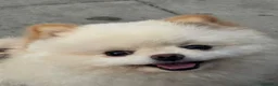 Volpino Pomerania cani per accoppiamento: Volpino di Pomerania Toy da monta  a Provincia di Lecco - Annuncio 8