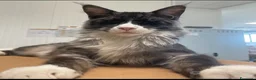 Maine Coon gatti in vendita: SPLENDIDA CUCCIOLATA  - Annuncio 15