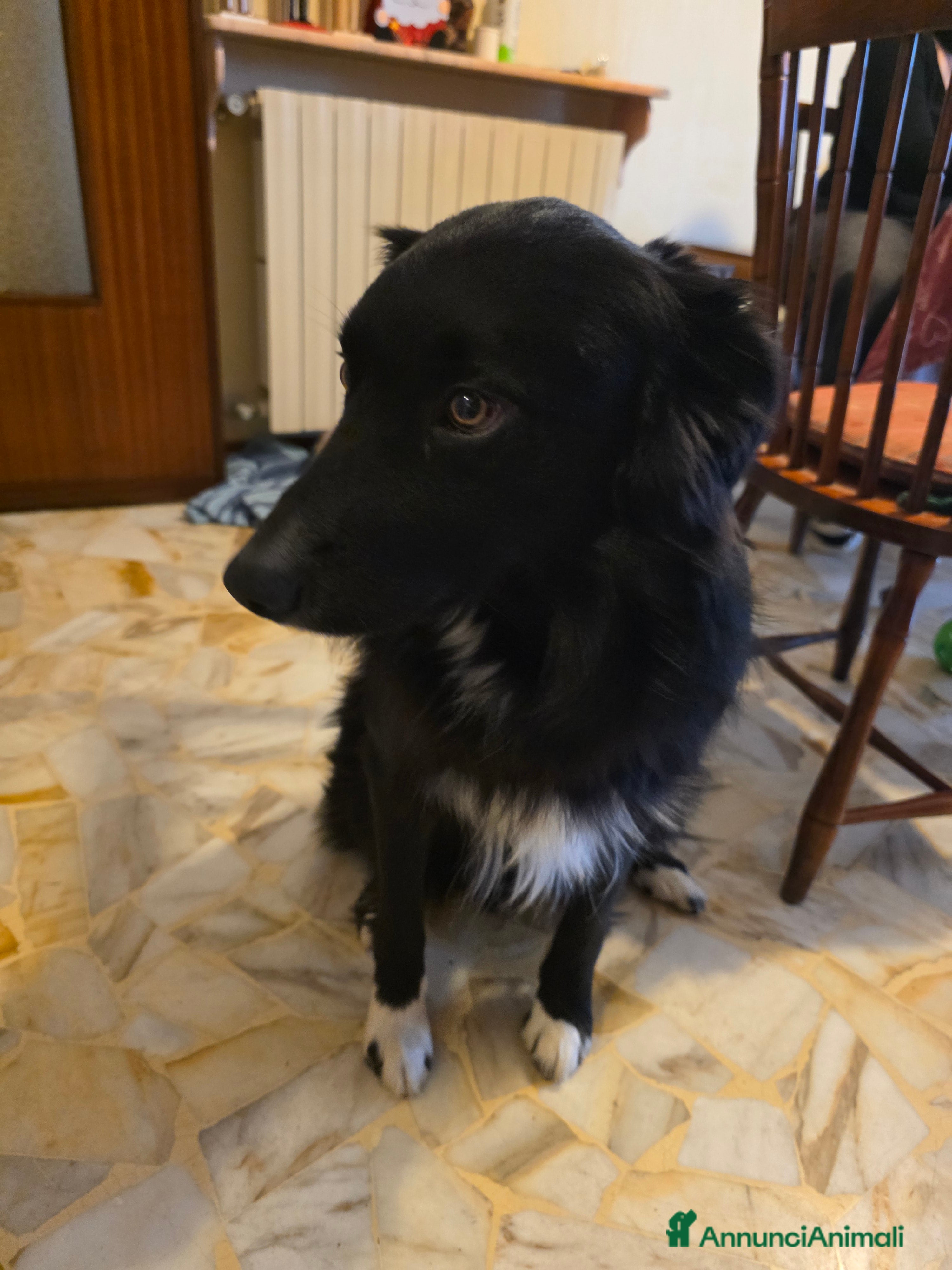 Border Collie cani Border collie  - Annuncio 1