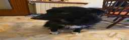 Border Collie cani in regalo: Border collie  - Annuncio 1