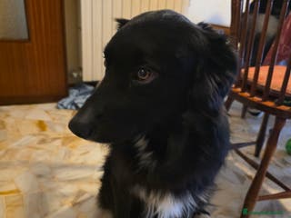 Border Collie cani Border collie - Annuncio 2