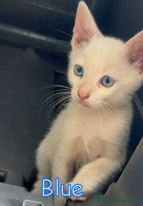 Europeo gatti BLUE SPLENDIDO GATTINO - Annuncio 9