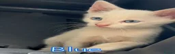 Europeo gatti in regalo: BLUE SPLENDIDO GATTINO - Annuncio 1