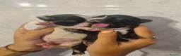Chihuahua cani in vendita: Cuccioli di chihuahua toy  - Annuncio 5