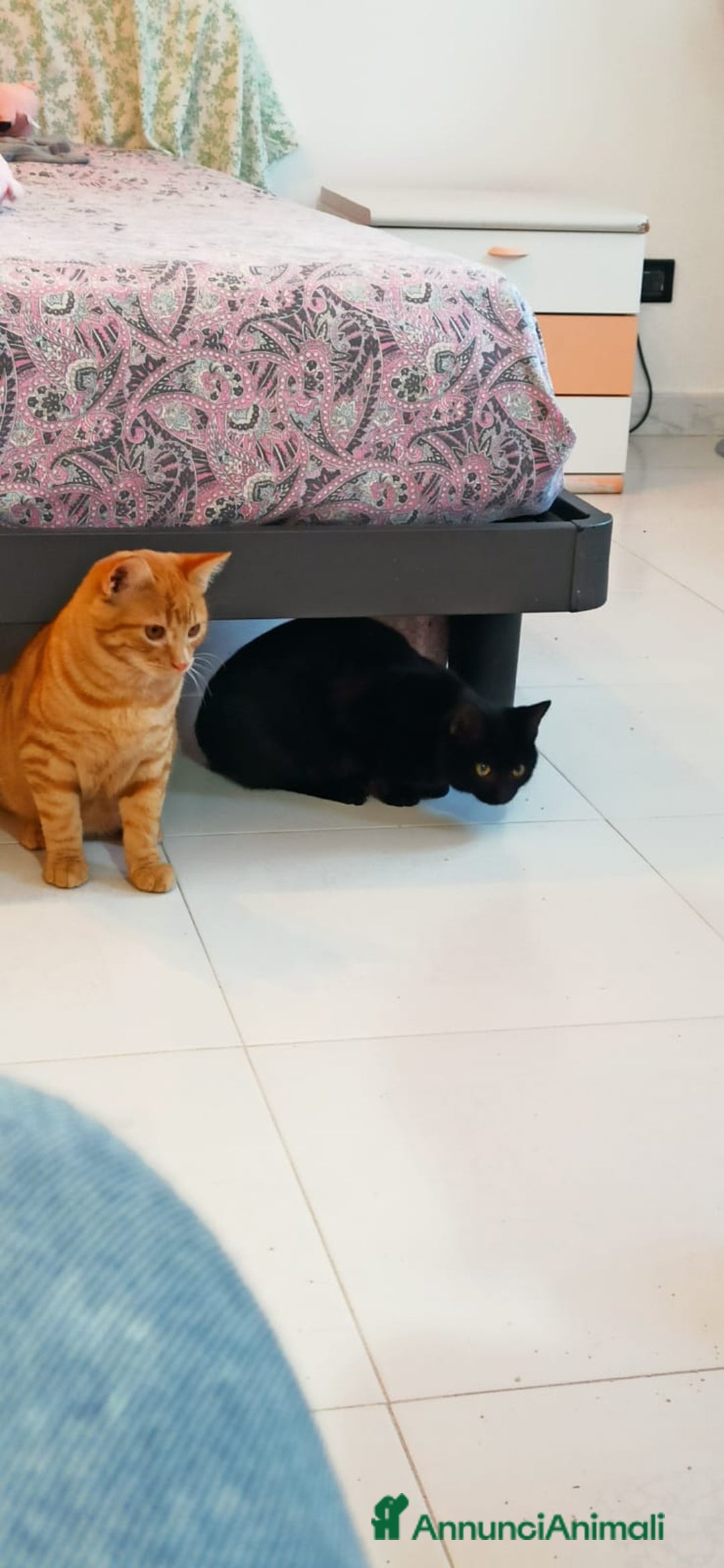 Altre razze gatti in regalo: GATTINI DOLCISSIMI - Annuncio 8