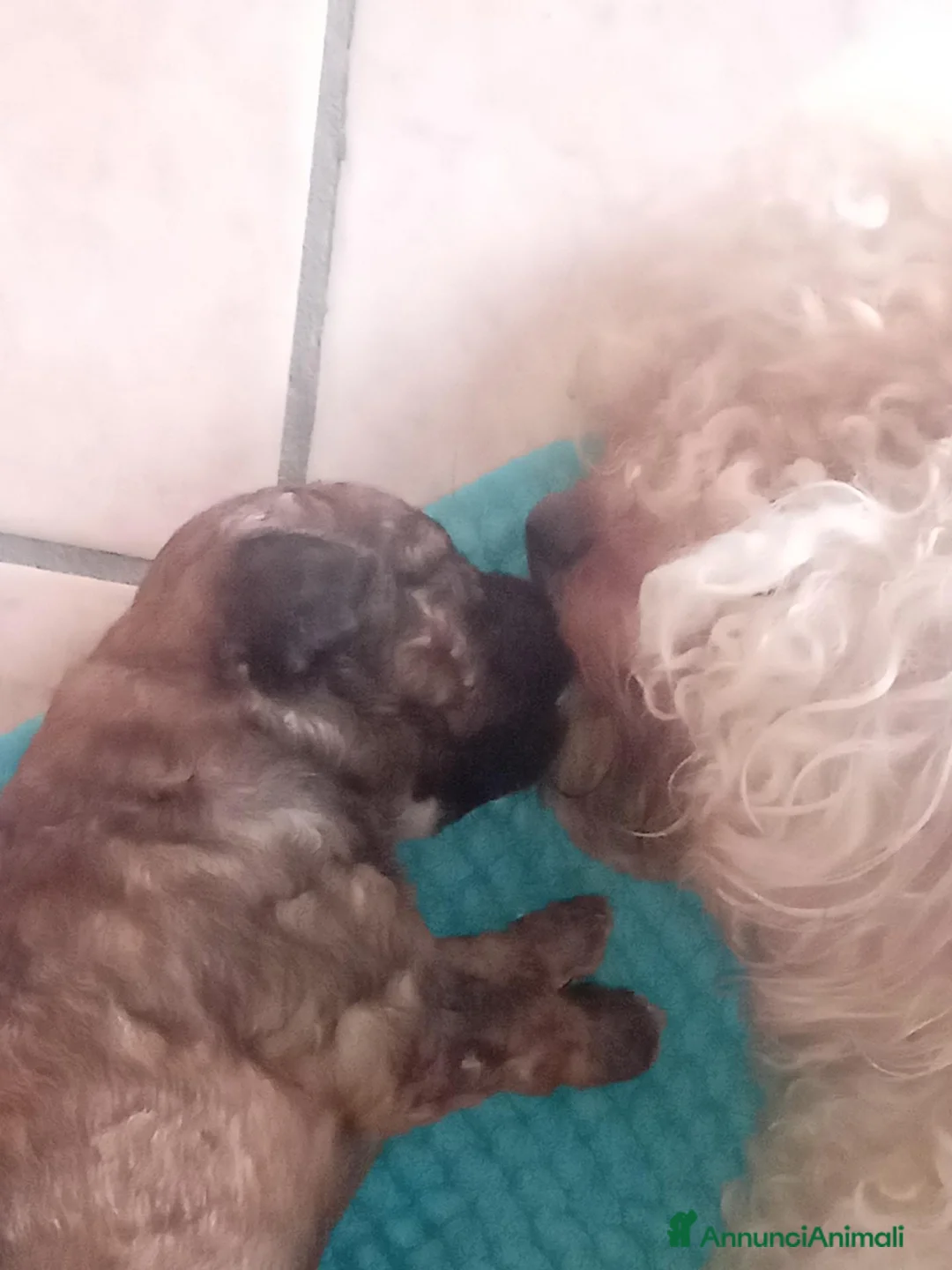 Barboncino cani in vendita: 4 barboncini nani cercano casa - Annuncio 2