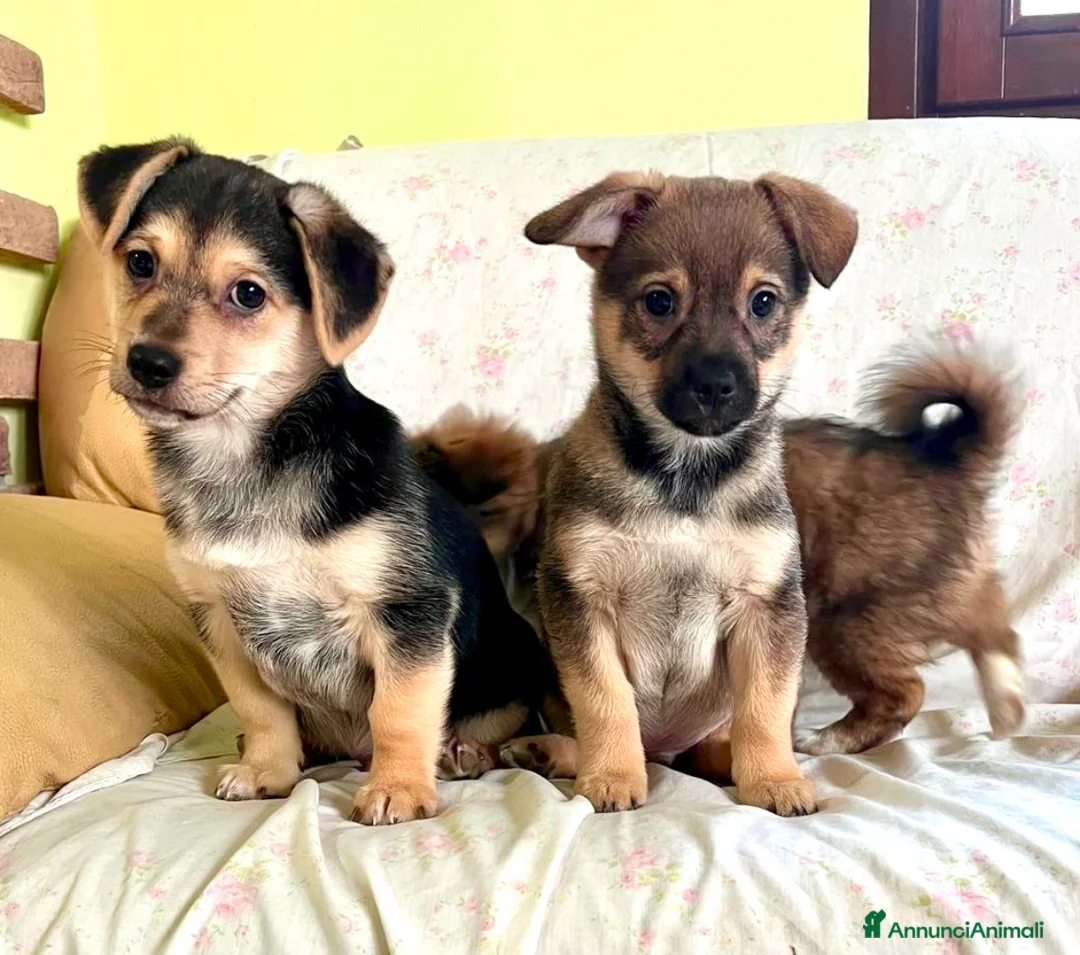 Meticcio cani in regalo: Cuccioli 3 mesi tg piccola  - Annuncio 1