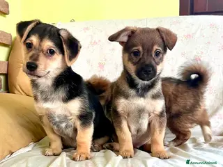 Meticcio cani Cuccioli 3 mesi tg piccola - Annuncio 1