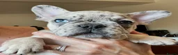 Bulldog Francese cani in vendita: Cuccioli bulldog francese - Annuncio 3