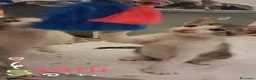 Meticcio gatti in regalo: Tre simpatiche canaglie ❤️ - Annuncio 18