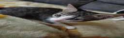 Meticcio gatti in regalo: Gattini di due mesi in regalo - Annuncio 4