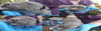 Blu nose