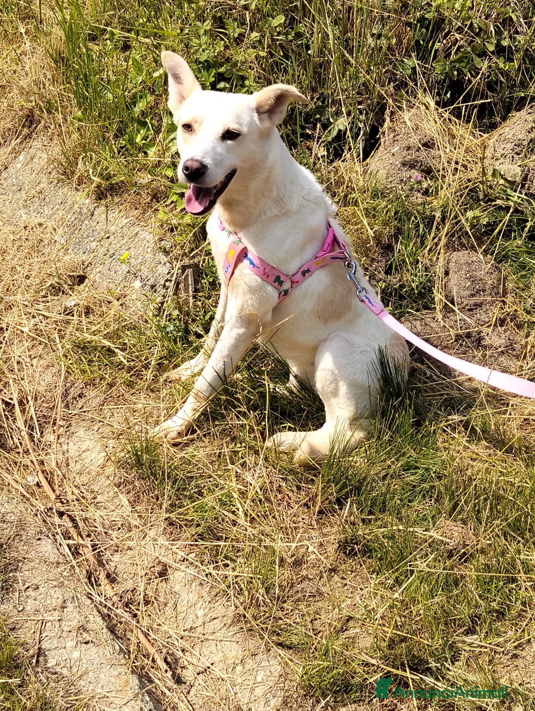 Meticcio cani in regalo: ALICE  a Città Metropolitana di Torino - Immagine 34