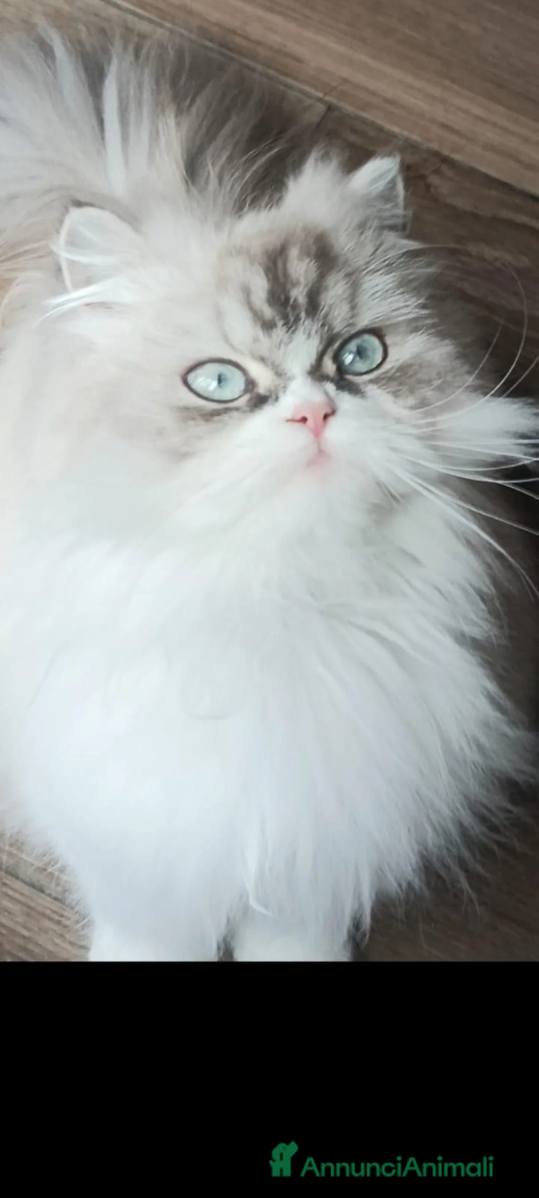 Persiano gatti in vendita: Gatti persiani normotipo  - Annuncio 1