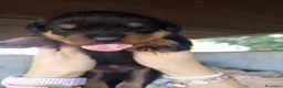 Rottweiler cani in vendita: cuccioli rottweiler  - Annuncio 7