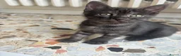 Altre razze gatti in regalo: Un gatto nero a Provincia di Brescia - Annuncio 7
