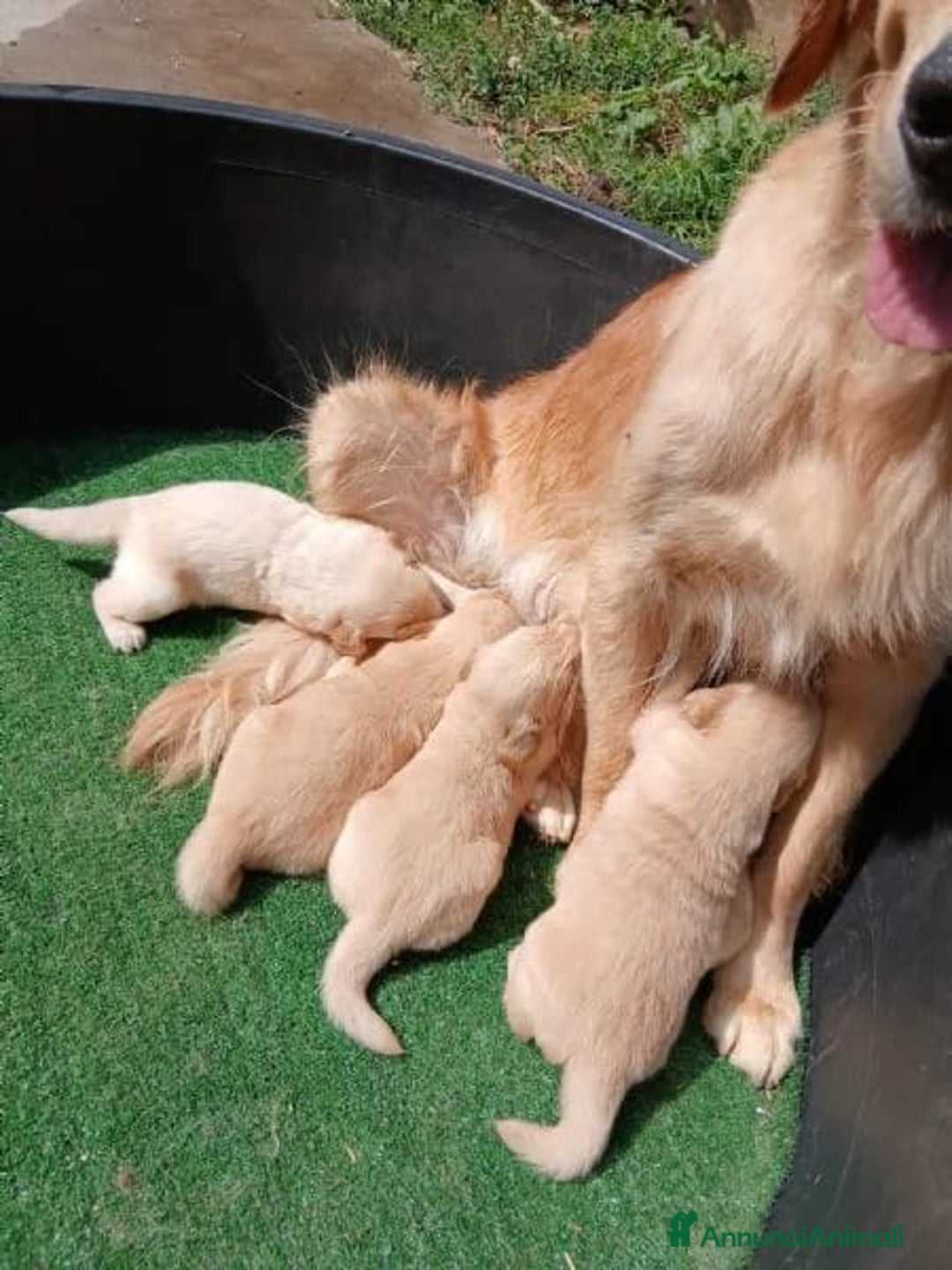 Golden Retriever cani in vendita: Cuccioli di Golden Retriever - Annuncio 1