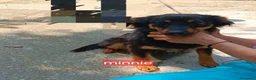 Meticcio cani in regalo: Cagnoline taglia piccola  - Annuncio 2