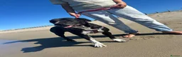Meticcio cani in regalo: Sasha: giovane mix Amstaff. Adozione o stallo  - Annuncio 4