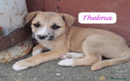 Meticcio cani in regalo: CUCIOLINE IN REGALO a Città metropolitana di Catania - Immagine 3