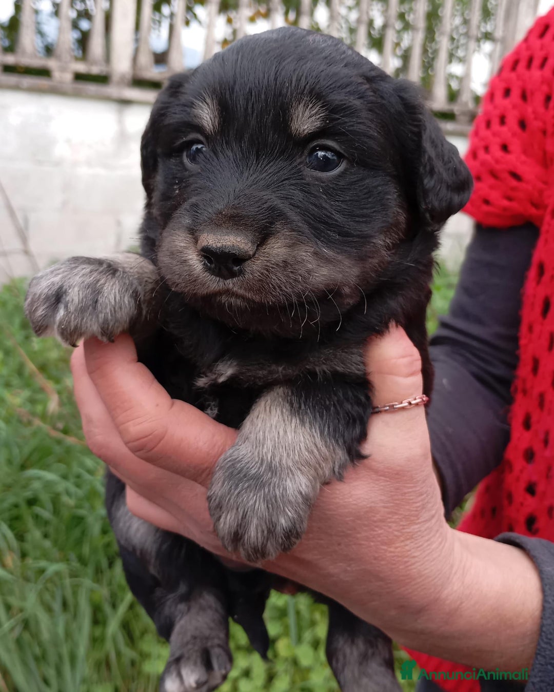 Altre razze cani in regalo: Cuccioli di taglia media piccola  - Annuncio 6