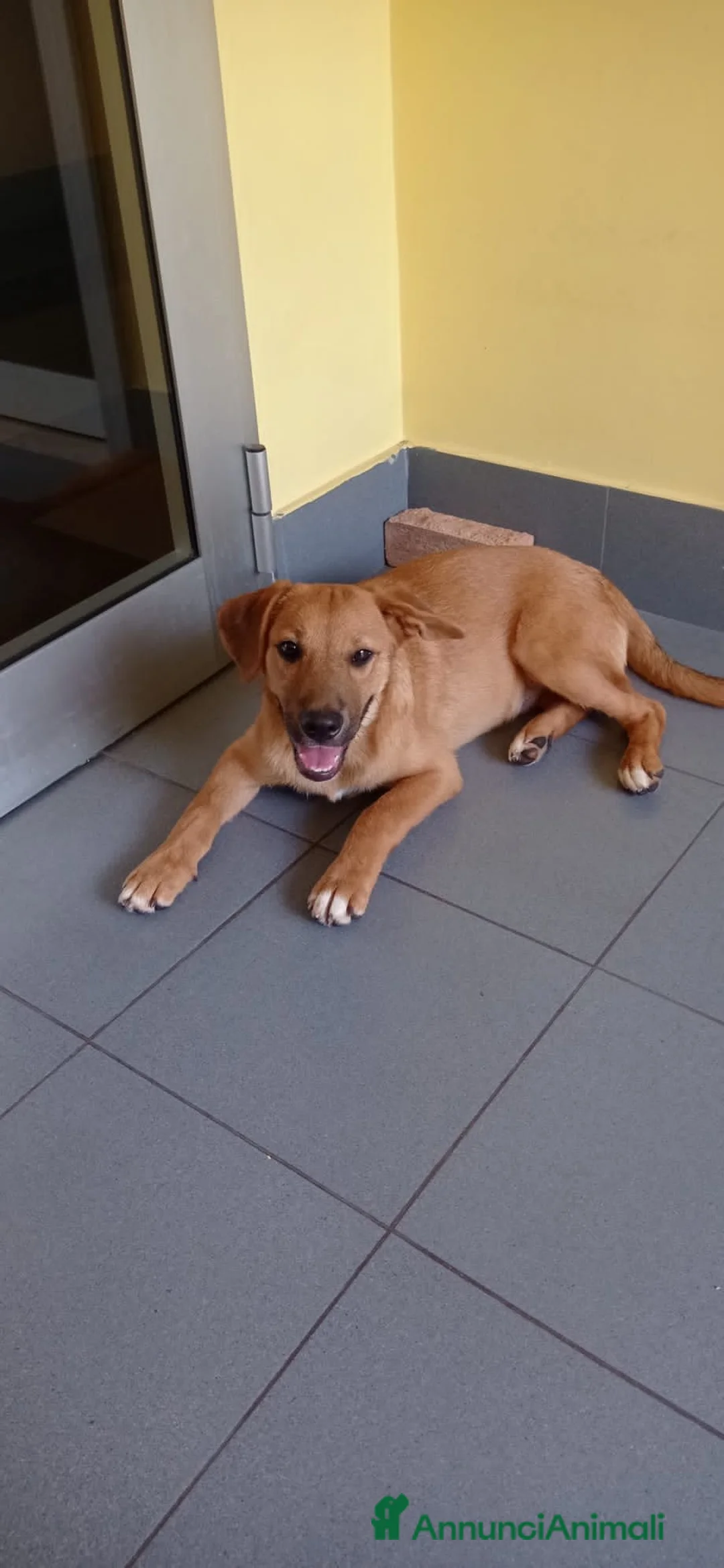Meticcio cani in regalo: bobby  - Annuncio 5
