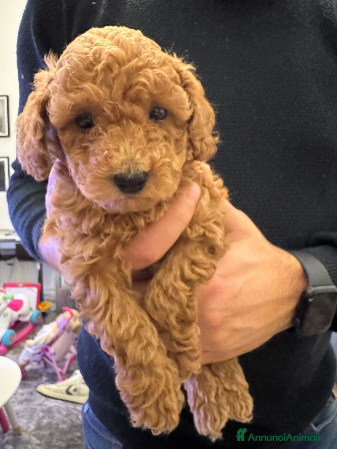 Barboncino cani in vendita: Vendita cuccioli barboncini nani - Annuncio 12