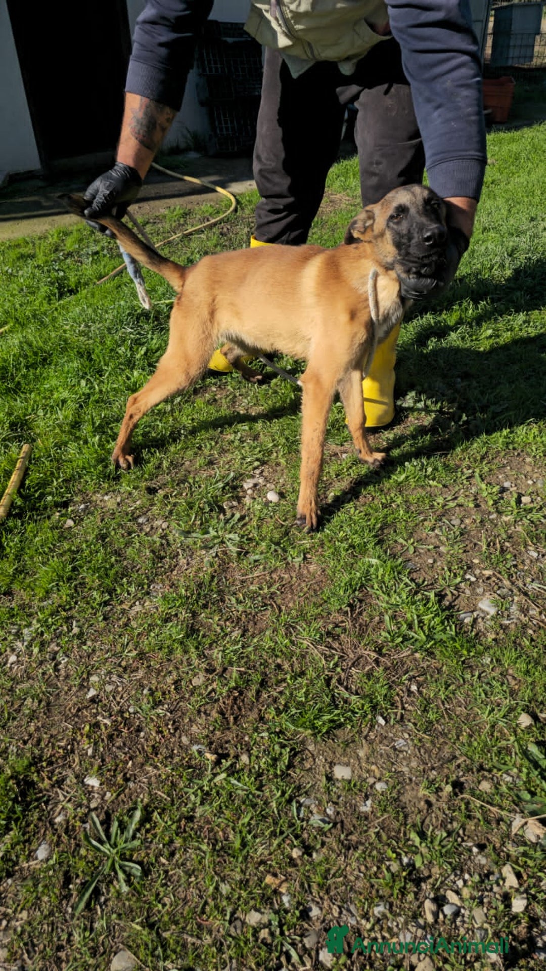 Altre razze cani in regalo: martina - Annuncio 5