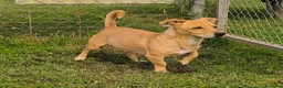 Meticcio cani in regalo: Togo 7anni,kg10,zampe corte, in canile.COSENZA - Annuncio 4