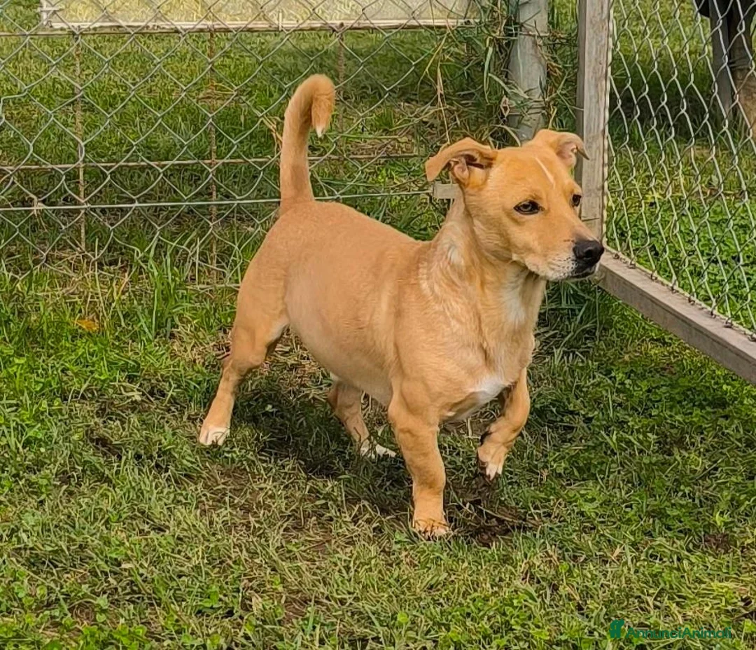 Meticcio cani in regalo: Togo 7anni,kg10,zampe corte, in canile.COSENZA - Annuncio 4