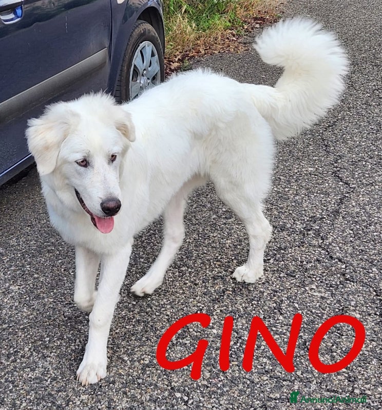 Pastore Maremmano cani URGENTISSIMO! GINO, DOLCE PASTORE MAREMMANO PURO a Città metropolitana di Milano - Annuncio 11
