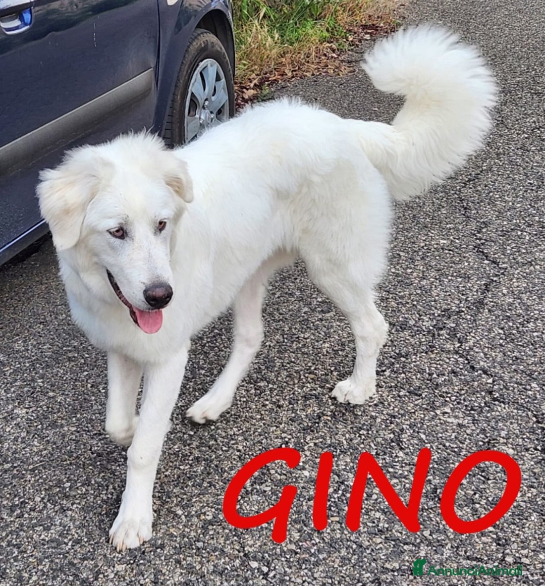 Pastore Maremmano cani in regalo: URGENTISSIMO! GINO, DOLCE PASTORE MAREMMANO PURO a Città metropolitana di Milano - Annuncio 1
