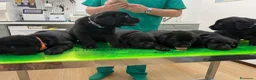 Labrador cani in vendita: Cucciola di Labrador  a Libero consorzio comunale di Agrigento - Annuncio 13