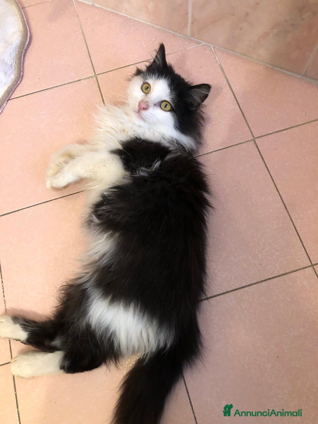 Altre razze gatti in regalo: TIMOTHEE CERCA CASA 🏠 SASSOFERRATO (AN) - Annuncio 2