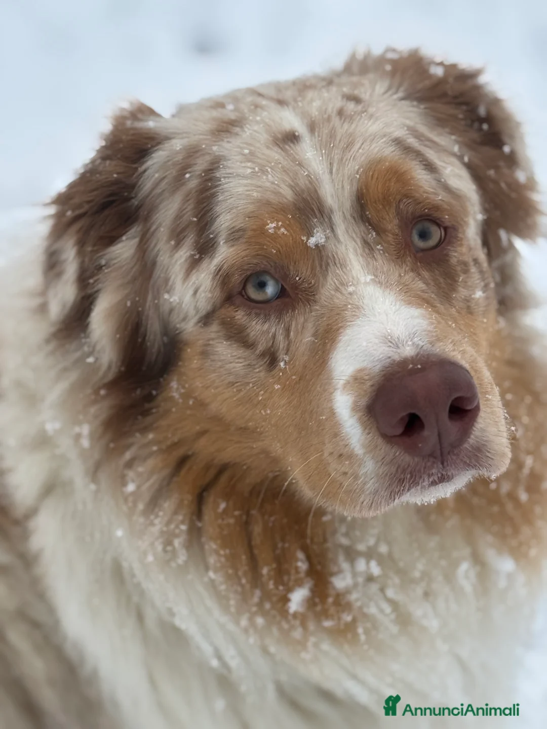 Australian Shepherd cani per accoppiamento: Pastore australiano per monta - Annuncio 1