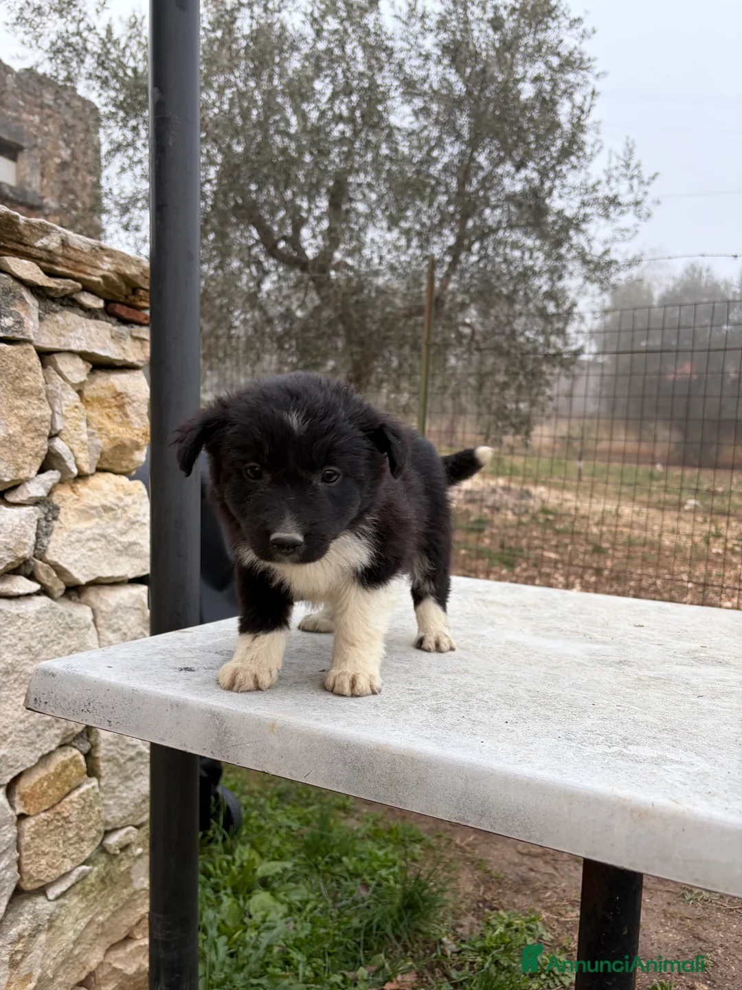 Border Collie cani in vendita: Cucciole di Border collie - Annuncio 9