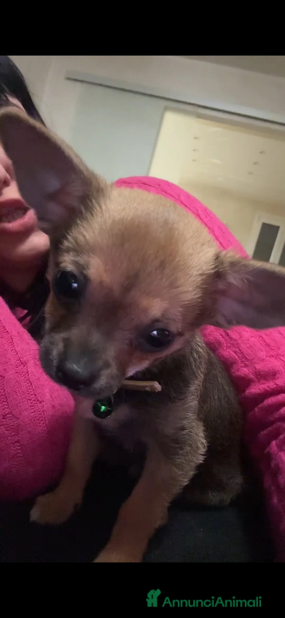 Chihuahua cani per accoppiamento: Dior cerca fidanzata a Provincia di Mantova - Annuncio 2