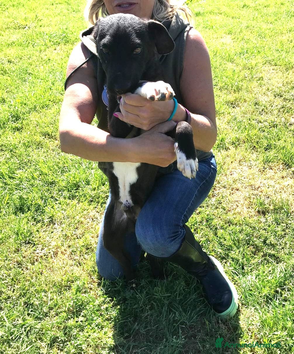 Meticcio cani CALIMERO  cucciolo mix shar pei  a Provincia di Latina - Annuncio 2