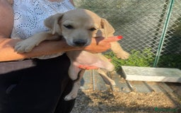 Meticcio cani in regalo: GLI SPLENDIDI AMERICANINI a Provincia di Frosinone - Immagine 7