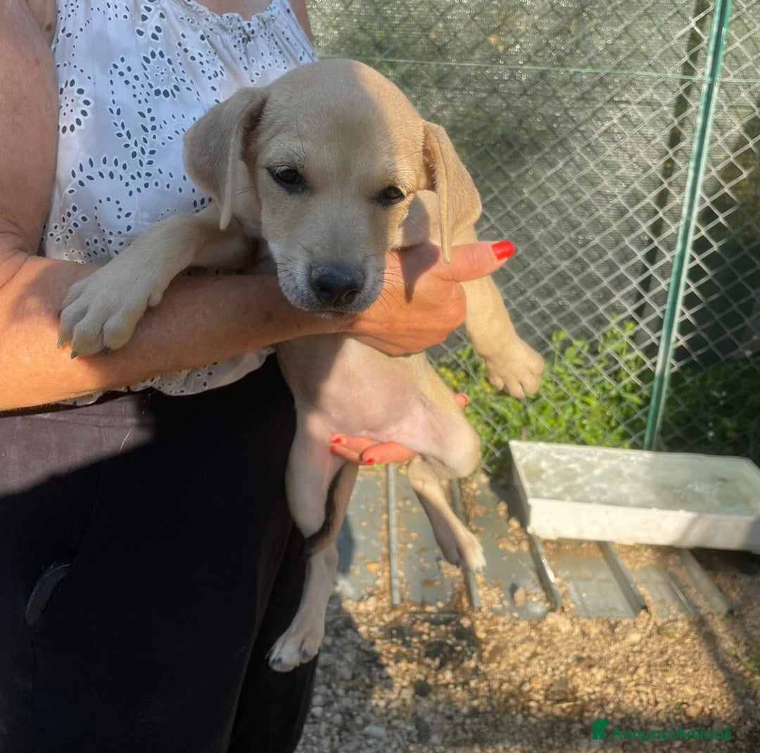 Meticcio cani in regalo: GLI SPLENDIDI AMERICANINI a Provincia di Frosinone - Immagine 7