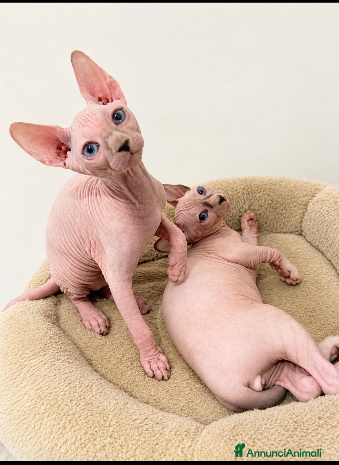 Sphynx gatti Sphynx  - Annuncio 13